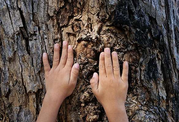 protection-foret-mouchoir-tissu-ecologique